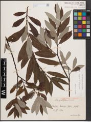 Foto von Salix caprea L. x Salix eleagnos Scop.